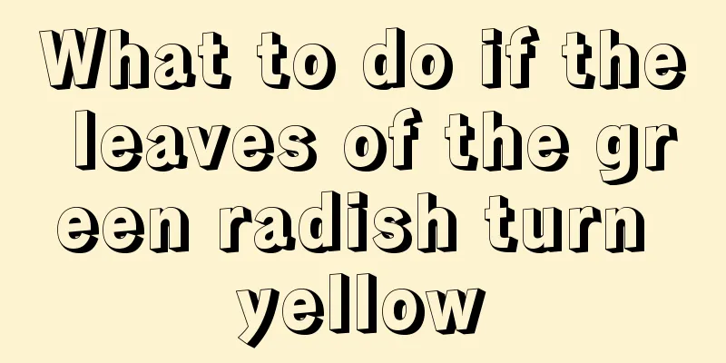 What to do if the leaves of the green radish turn yellow