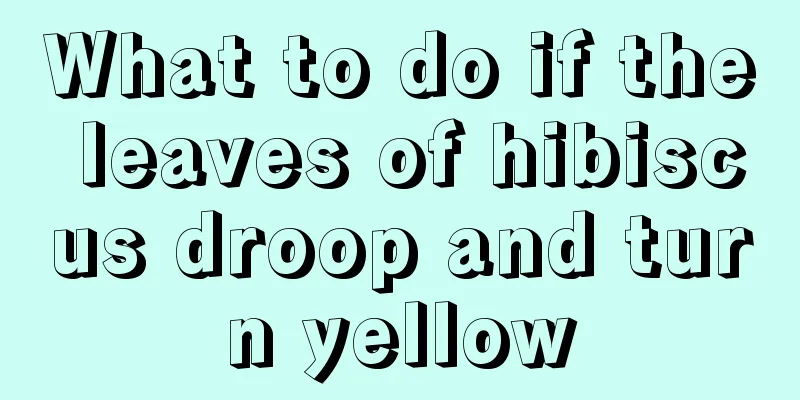 What to do if the leaves of hibiscus droop and turn yellow