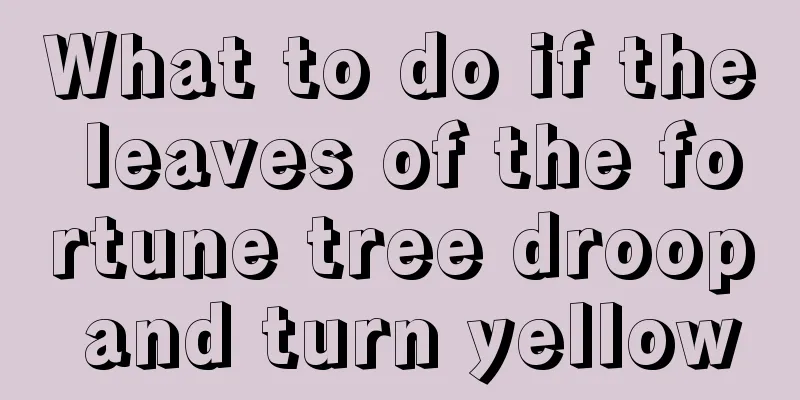 What to do if the leaves of the fortune tree droop and turn yellow