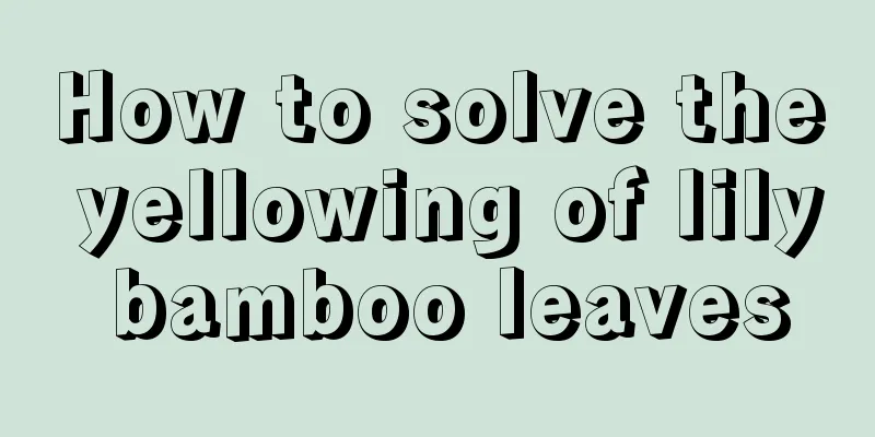 How to solve the yellowing of lily bamboo leaves