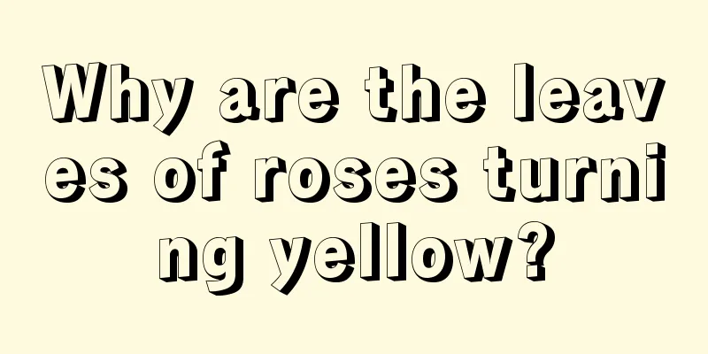 Why are the leaves of roses turning yellow?