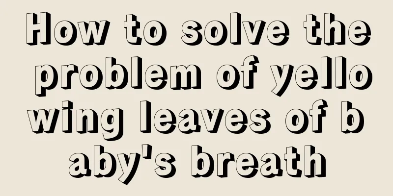 How to solve the problem of yellowing leaves of baby's breath