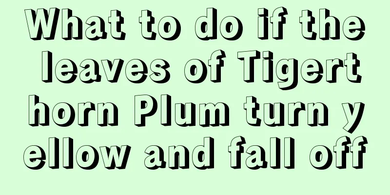 What to do if the leaves of Tigerthorn Plum turn yellow and fall off