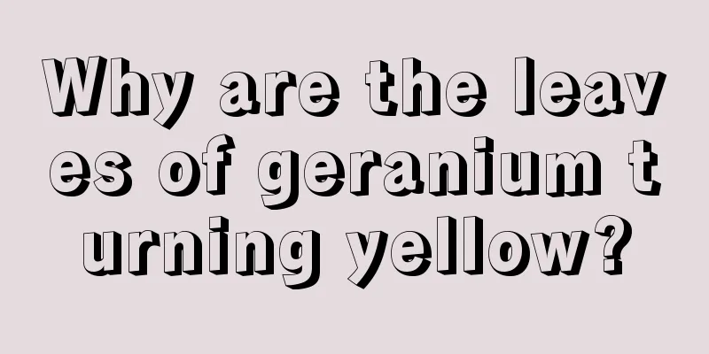 Why are the leaves of geranium turning yellow?