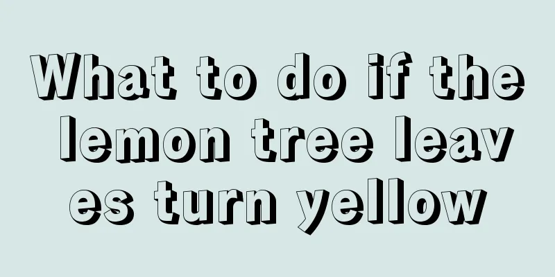 What to do if the lemon tree leaves turn yellow