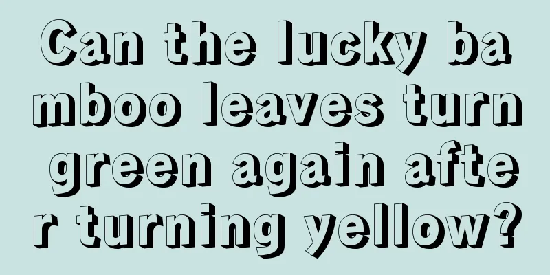 Can the lucky bamboo leaves turn green again after turning yellow?