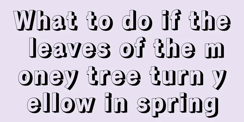 What to do if the leaves of the money tree turn yellow in spring