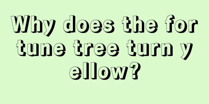 Why does the fortune tree turn yellow?