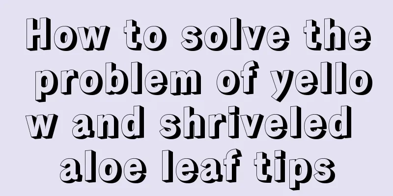 How to solve the problem of yellow and shriveled aloe leaf tips