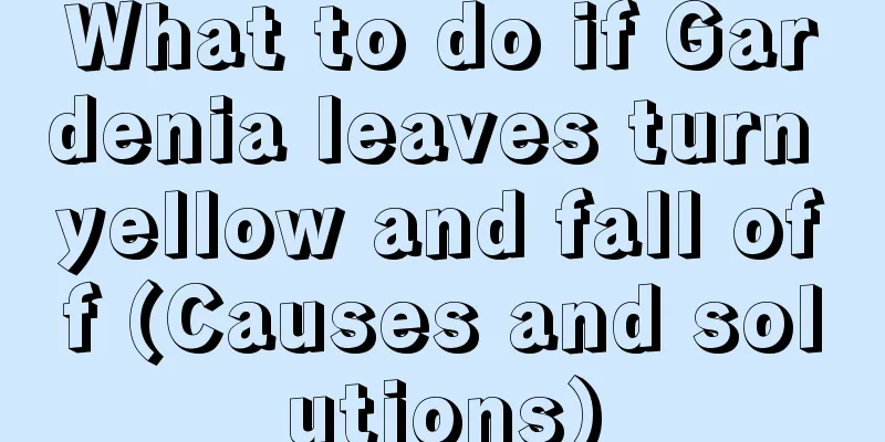 What to do if Gardenia leaves turn yellow and fall off (Causes and solutions)