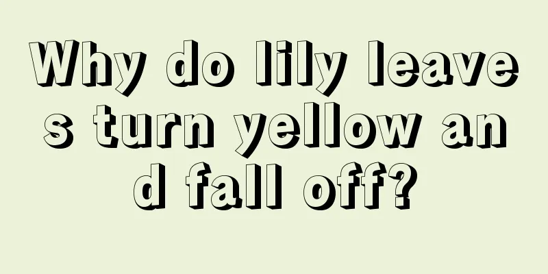 Why do lily leaves turn yellow and fall off?