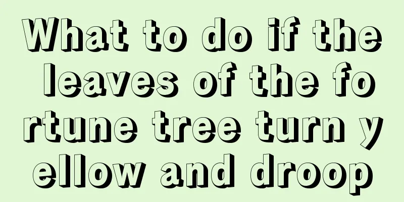 What to do if the leaves of the fortune tree turn yellow and droop