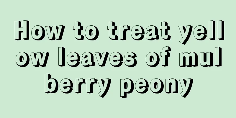 How to treat yellow leaves of mulberry peony