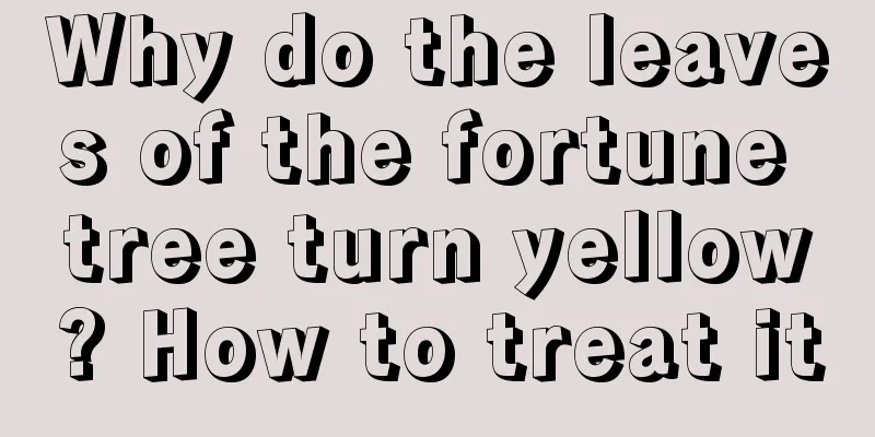 Why do the leaves of the fortune tree turn yellow? How to treat it