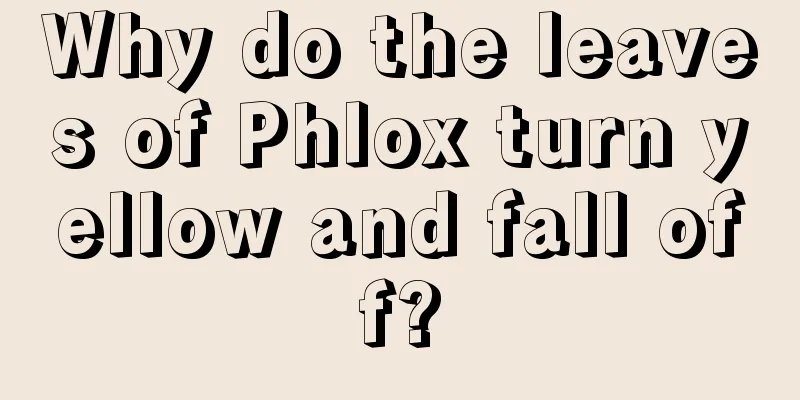 Why do the leaves of Phlox turn yellow and fall off?