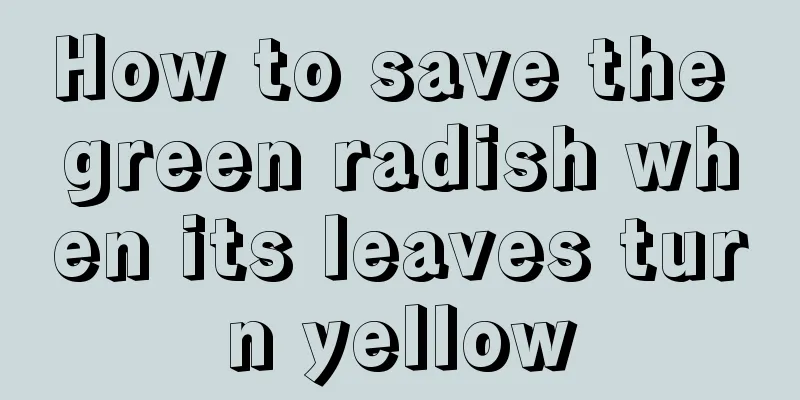 How to save the green radish when its leaves turn yellow