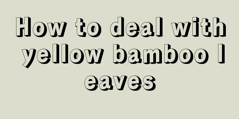 How to deal with yellow bamboo leaves