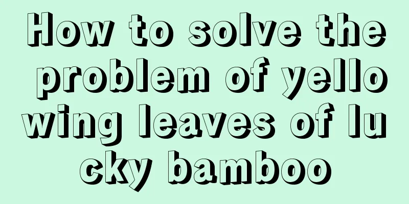 How to solve the problem of yellowing leaves of lucky bamboo