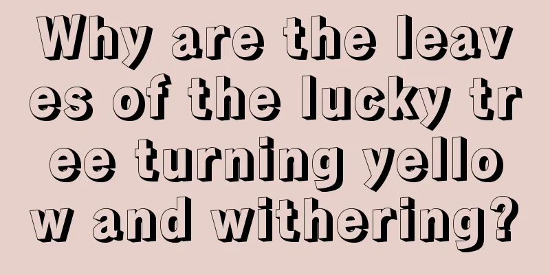 Why are the leaves of the lucky tree turning yellow and withering?