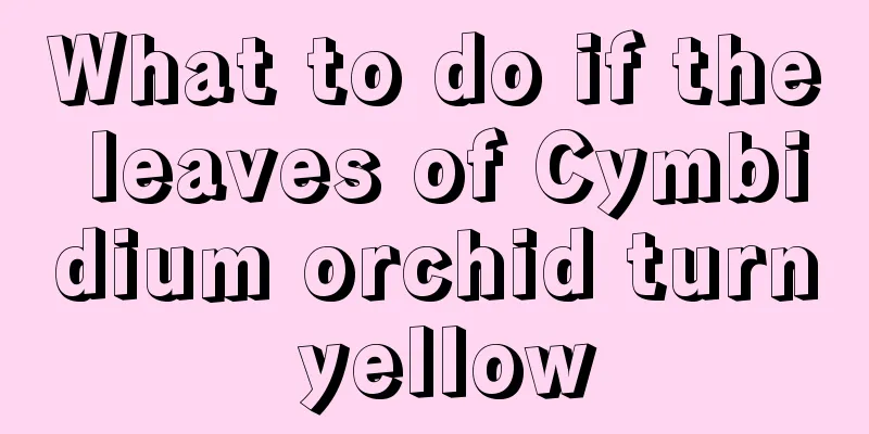 What to do if the leaves of Cymbidium orchid turn yellow