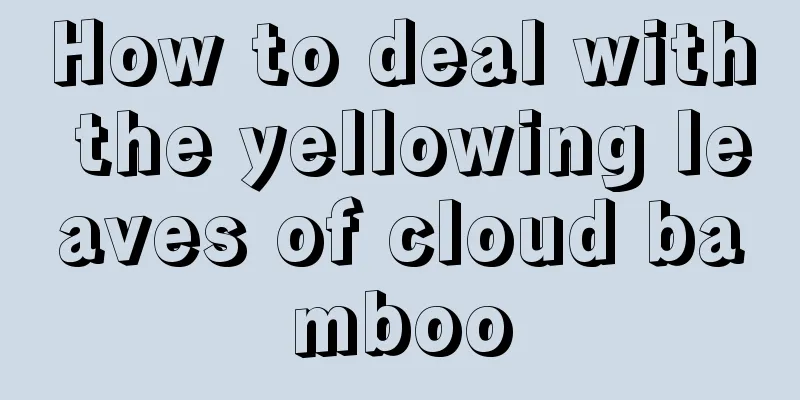 How to deal with the yellowing leaves of cloud bamboo