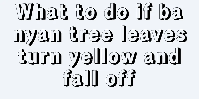 What to do if banyan tree leaves turn yellow and fall off