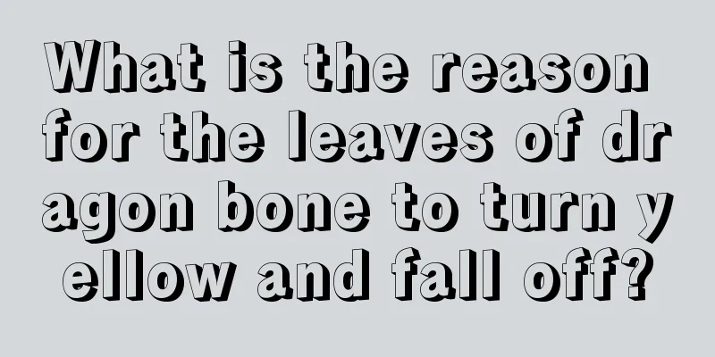 What is the reason for the leaves of dragon bone to turn yellow and fall off?