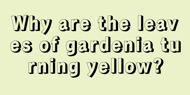 Why are the leaves of gardenia turning yellow?