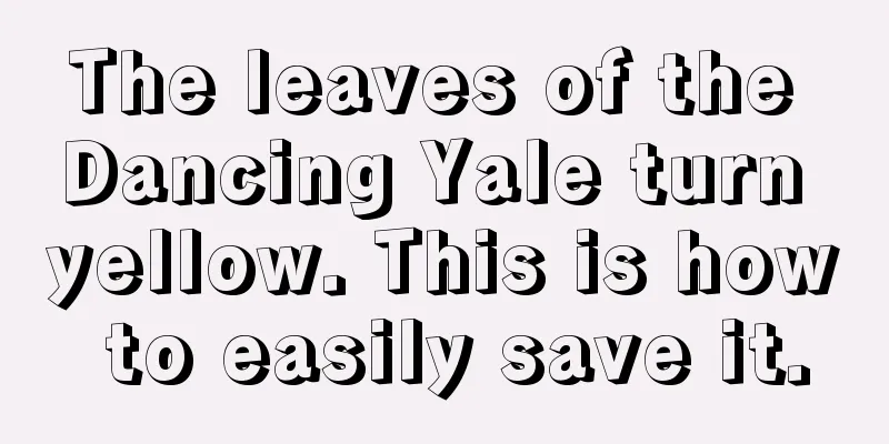 The leaves of the Dancing Yale turn yellow. This is how to easily save it.