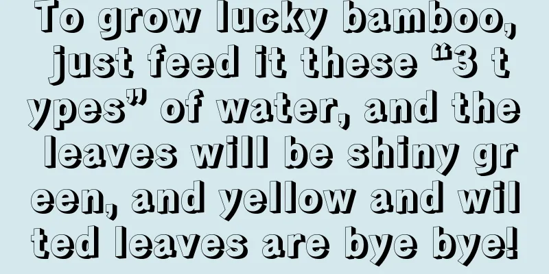 To grow lucky bamboo, just feed it these “3 types” of water, and the leaves will be shiny green, and yellow and wilted leaves are bye bye!