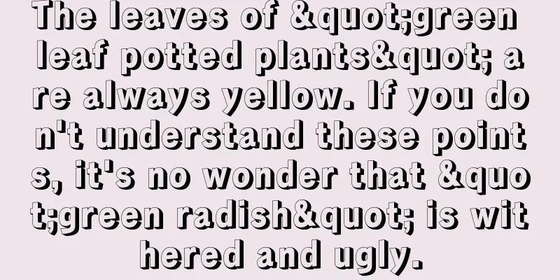 The leaves of "green leaf potted plants" are always yellow. If you don't understand these points, it's no wonder that "green radish" is withered and ugly.