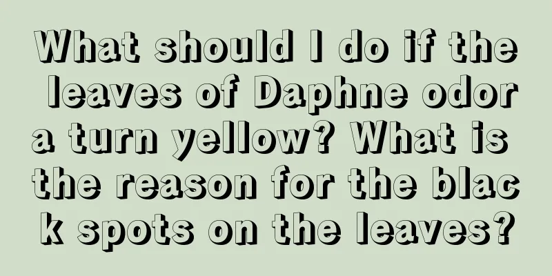 What should I do if the leaves of Daphne odora turn yellow? What is the reason for the black spots on the leaves?