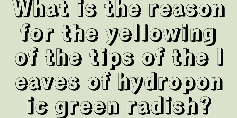 What is the reason for the yellowing of the tips of the leaves of hydroponic green radish?