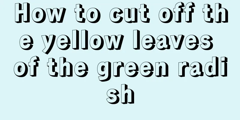 How to cut off the yellow leaves of the green radish