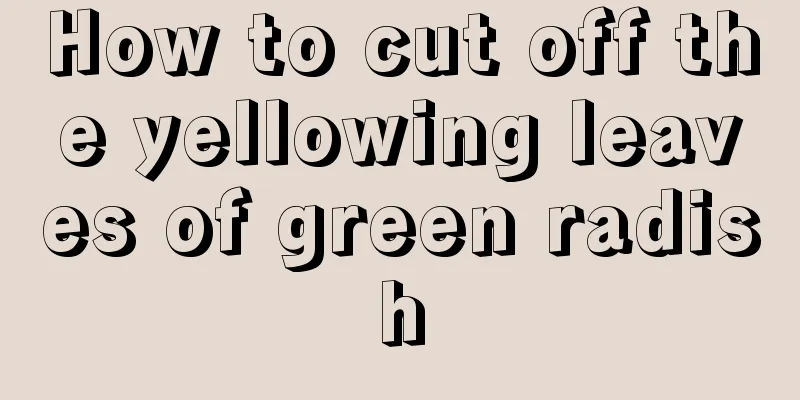 How to cut off the yellowing leaves of green radish