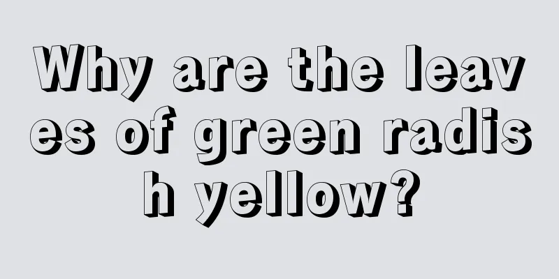 Why are the leaves of green radish yellow?