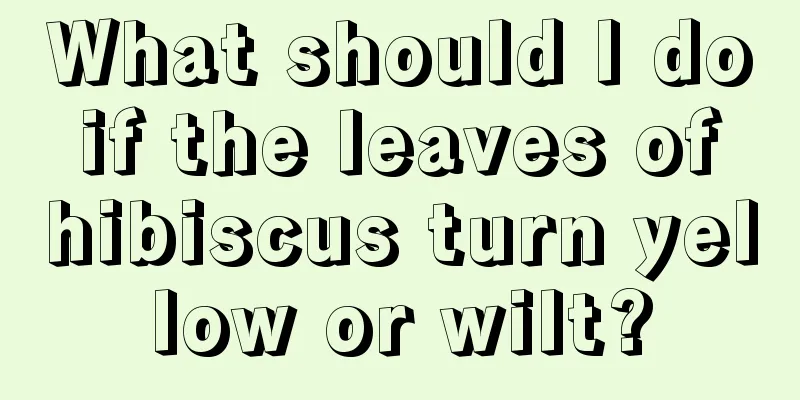 What should I do if the leaves of hibiscus turn yellow or wilt?