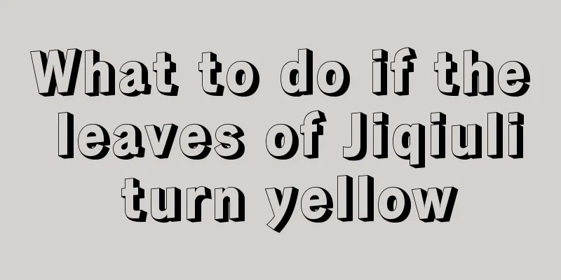 What to do if the leaves of Jiqiuli turn yellow