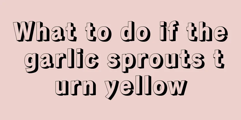 What to do if the garlic sprouts turn yellow