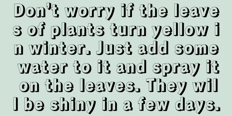 Don’t worry if the leaves of plants turn yellow in winter. Just add some water to it and spray it on the leaves. They will be shiny in a few days.