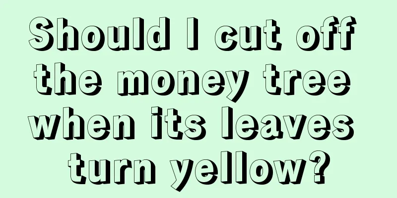 Should I cut off the money tree when its leaves turn yellow?