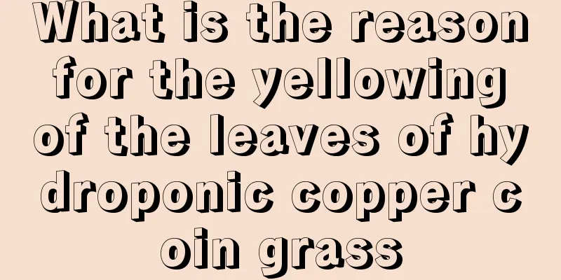 What is the reason for the yellowing of the leaves of hydroponic copper coin grass