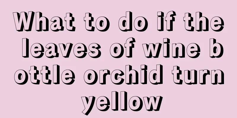 What to do if the leaves of wine bottle orchid turn yellow