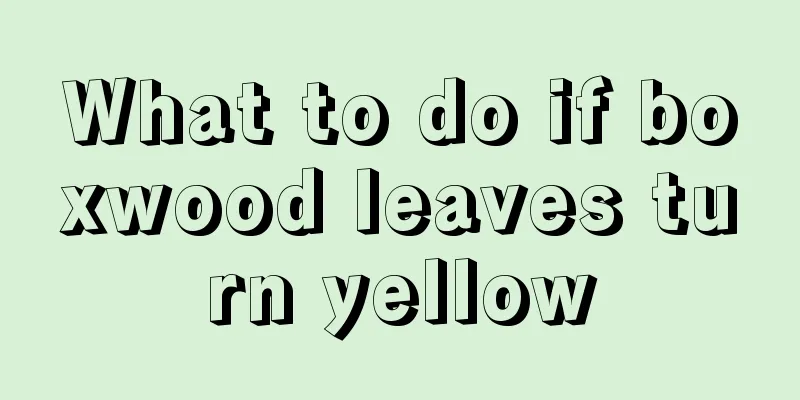 What to do if boxwood leaves turn yellow