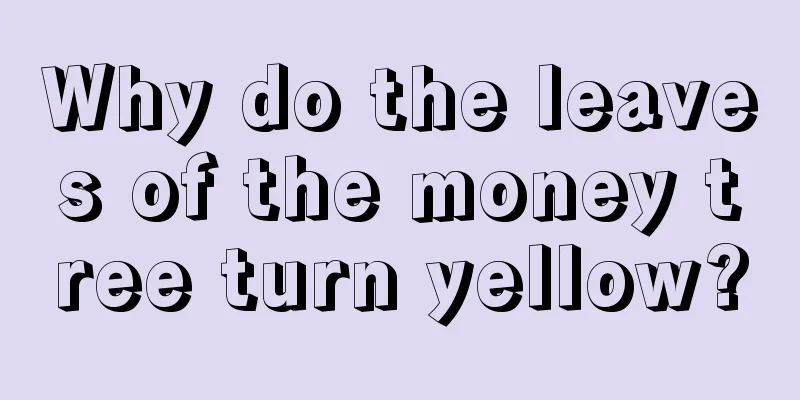 Why do the leaves of the money tree turn yellow?