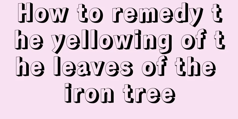 How to remedy the yellowing of the leaves of the iron tree