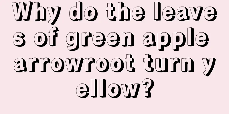 Why do the leaves of green apple arrowroot turn yellow?