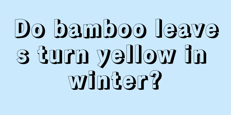 Do bamboo leaves turn yellow in winter?