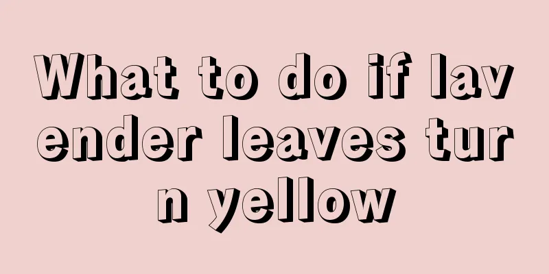 What to do if lavender leaves turn yellow