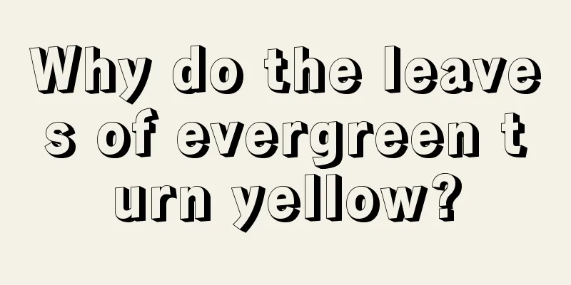 Why do the leaves of evergreen turn yellow?